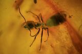 Three Fossil Ants (Formicidae) In Baltic Amber #72193-4